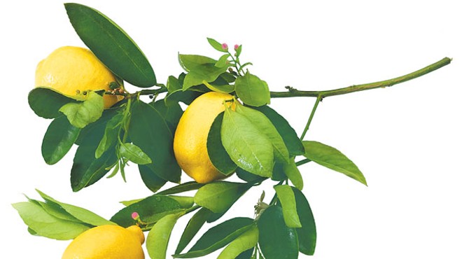 Urban Homesteader: Citrus farming in the backyard