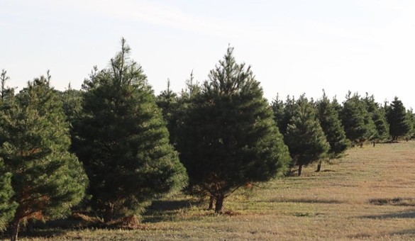 Elgin Christmas Tree Farm
120 Natures Way, Elgin, (512) 281-5016, elginchristmastreefarm.com
Head up to Bastrop County and you may find yourself at this tree farm. Open rain or shine, this farm offers Virginia Pines and Leyland Cypress trees that are grown on-site. This year the farm is open Nov. 26-Dec. 10, or sellout.
Photo via Instagram / elginchristmas