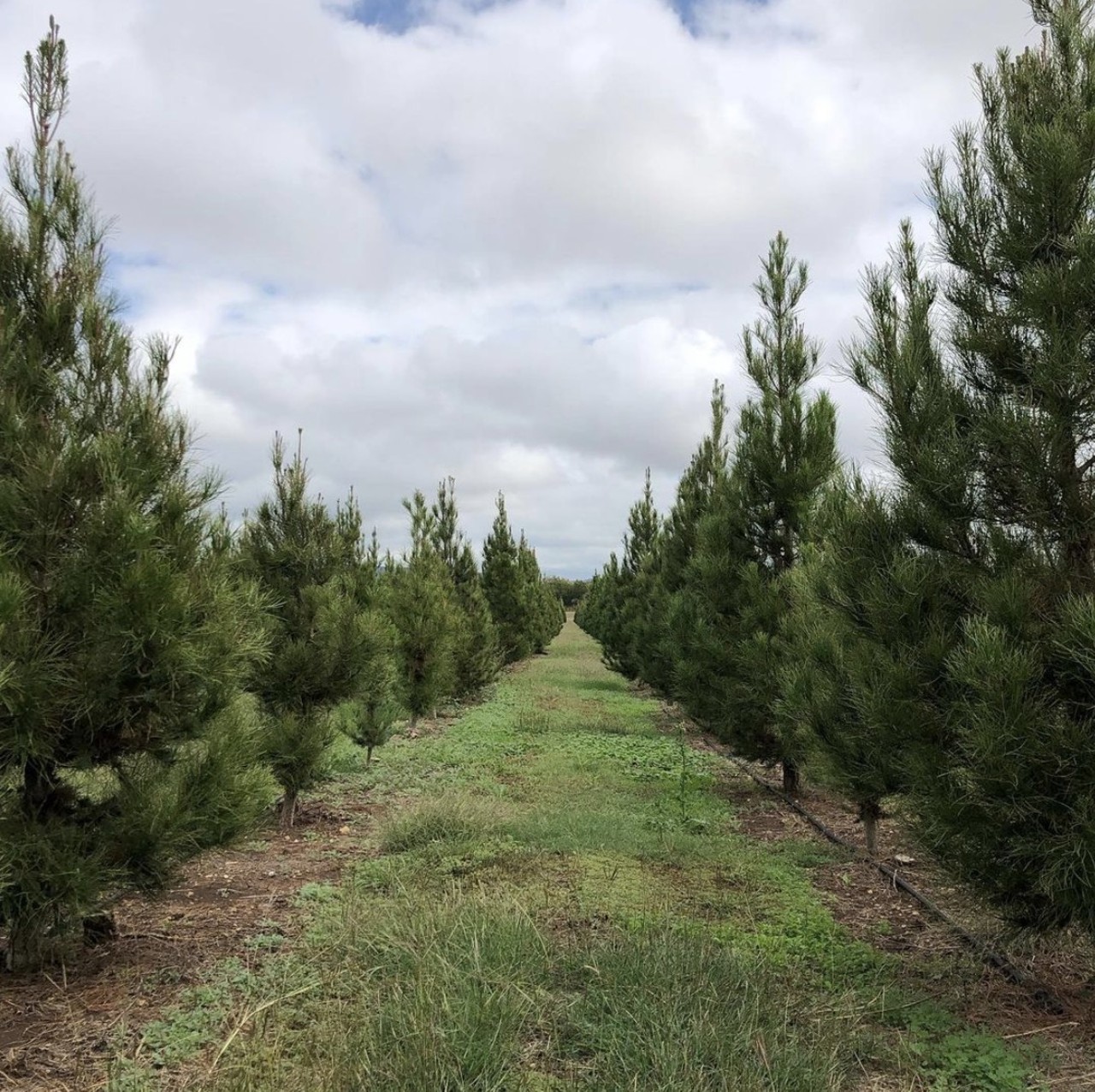 Pipe Creek Tree Farm
805 Phils Road, Pipe Creek, (210) 426-6191, pipecreekchristmastrees.com
Just a short drive to the Hill Country and you’ll be able to visit the land of “living Christmas trees.” This farm is open 11 a.m. to 5:45 p.m. daily so that Texans near and far can pick out and cut their fresh tree of choice. The folks here can cut the tree if you want them to, and they can also wrap your tree for the ride home. If you visit on the weekends, you and the family can also take a hayride!
Photo via Instagram / kimkileyfleer
