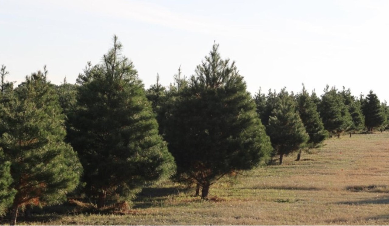 Elgin Christmas Tree Farm
120 Natures Way, Elgin, (512) 281-5016, elginchristmastreefarm.com
Head up to Bastrop County and you may find yourself at this tree farm. Open rain or shine, this farm offers Virginia Pines and Leyland Cypress trees that are grown on-site. This year the farm is open Nov. 26-Dec. 10, or sellout.
Photo via Instagram / elginchristmas
