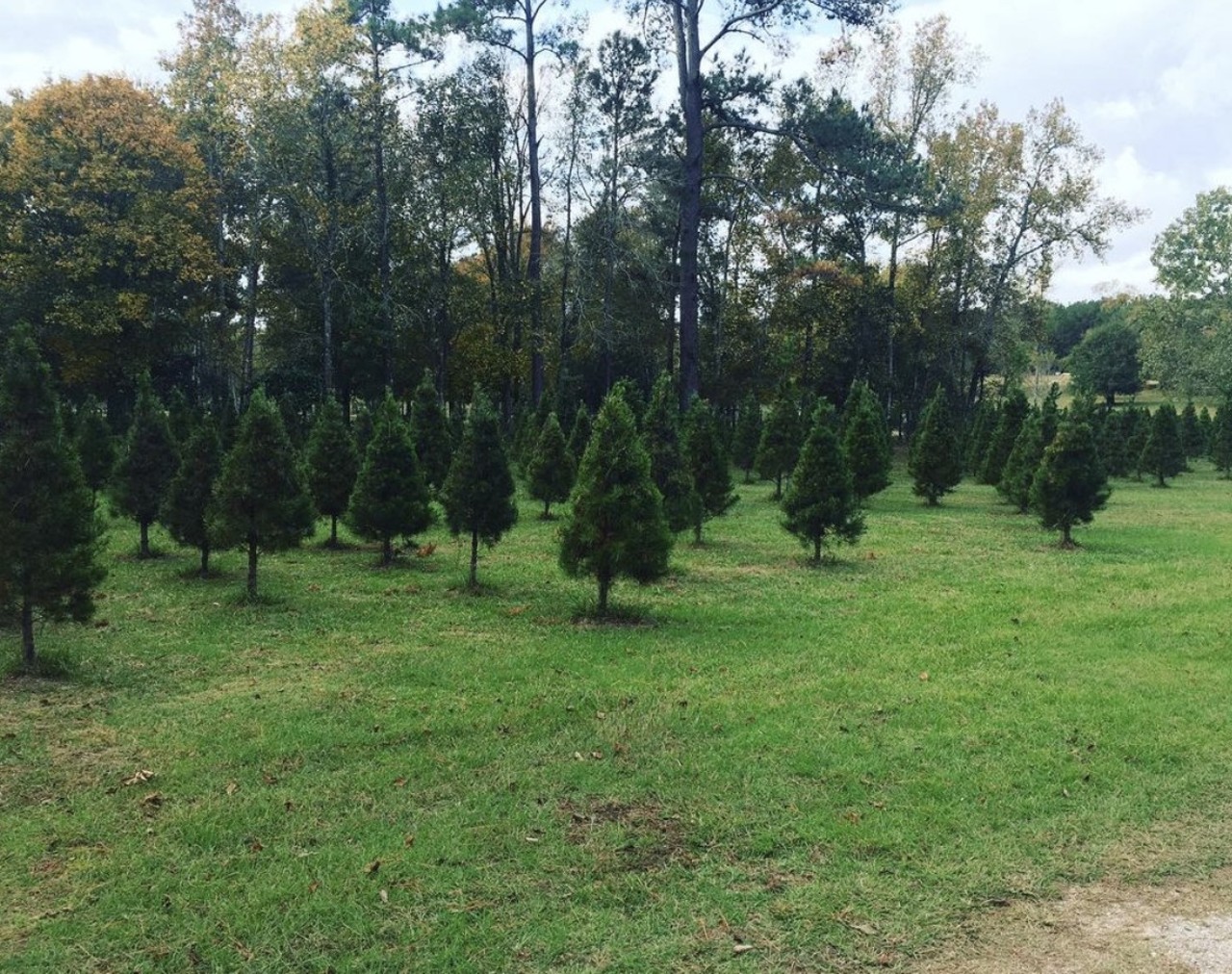 Double Creek Christmas Tree Farm
1288 Oakdale Loop, Livingston, (936) 967-3912, doublecreektreefarm.com
Located north of Houston in Livingston, this Christmas tree farm is open on weekends Nov. 26-Dec. 12. In addition to cut-your-own trees, visitors can enjoy family-friendly activities including hayrides, a hay jump, a playhouse, bounce house, fire pit and more.
Photo via Instagram / doublecreekfarm2021