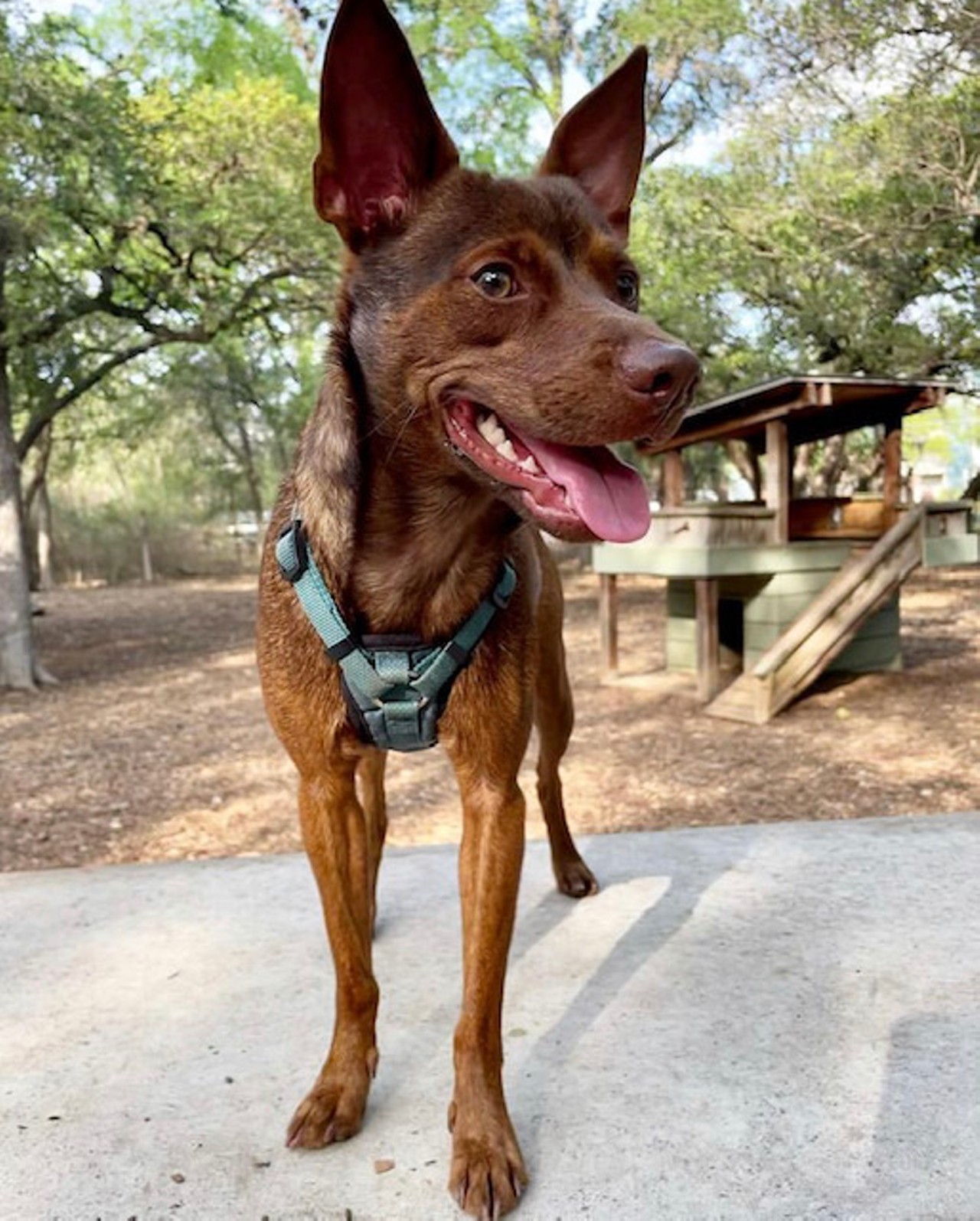 Let your pup run free at Phil Hardberger’s two dog parks8400 NW Military Hwy. or 13203 Blanco Rd., (210) 207-7275, sanantonio.gov For off-leash adventures with four-legged friends, Phil Hardberger Park has two dog parks that make up the City’s largest dog-dedicated outdoor space. The Park’s east entrance has a 1.8-acre park for dogs to stretch their paws, while the on the west side is 1.5 acres. Both parks have large and small dog areas, and are equipped with amenities including obstacle courses, a two-story doghouse for smaller pups and a shady area with picnic tables and seating for owners to lounge.             Photo via Instagram / the_heckin_philosodog