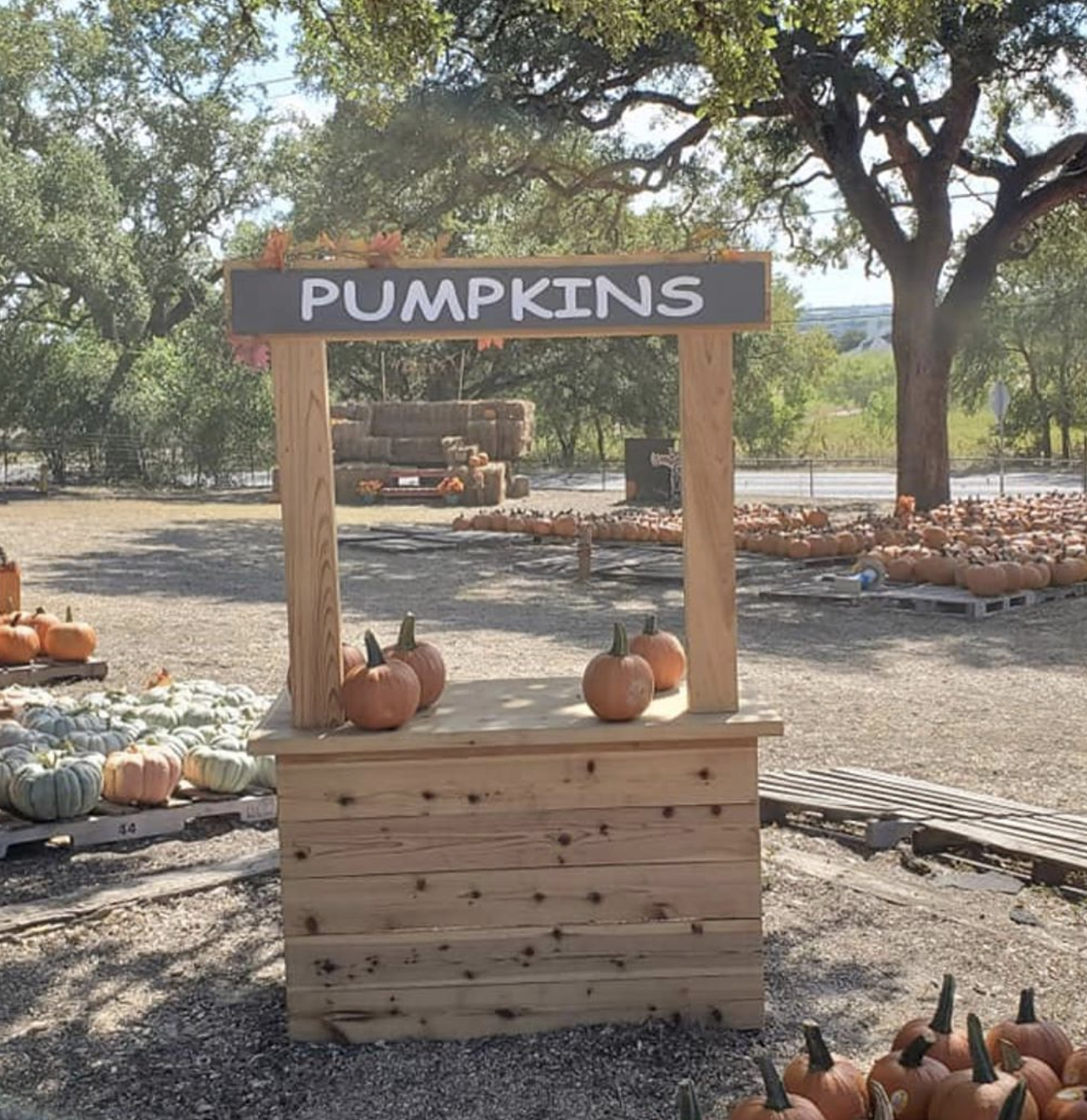 Bracken UMC Pumpkin Patch
20377 FM 2252, (830) 606-6717, facebook.com/BrackenUMCPumpkinPatch
Bracken UMC's pumpkin patch is open daily throughout October. In addition to pumpkins, the church is selling a cheeky 2020 t-shirt featuring an illustration of two pumpkins wearing face masks.
Photo via Instagram / brackenumc