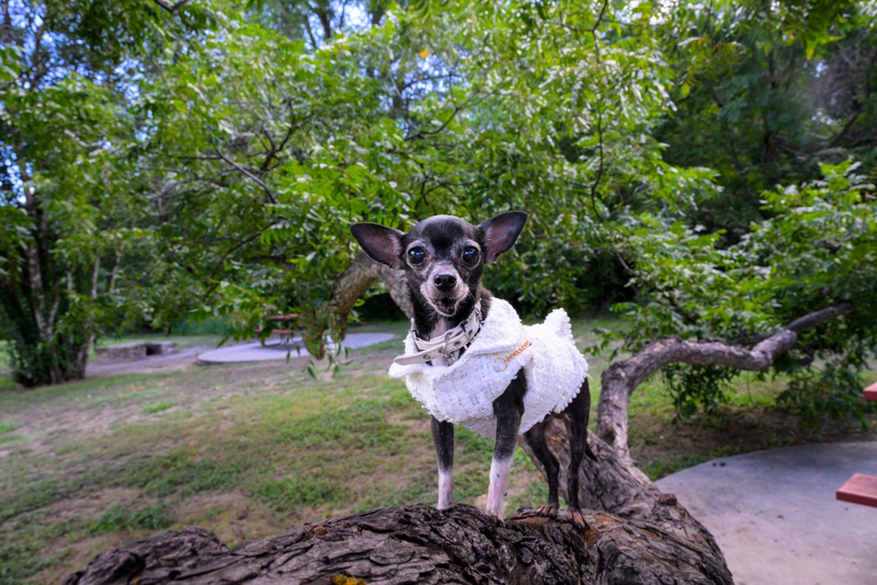 Super Survivor: Olivia
Meet Olivia! 
We adopted Olivia a little over a year ago from the Texas Chihuahua Rescue.  Olivia was rescued from a hoarding situation and unfortunately she had cancerous tumors that needed to be removed. We are saddened to say that within two months small tumors started growing back. Since being home with us, she has been living her best life traveling to Dallas, Waco, and Port Aransas. Olivia is thriving and definitely a little survivor! 