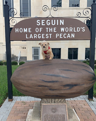 Home of the World's Largest Pecan Historic Marker, Seguin, TX
101 E. Court St., Seguin, roadsideamerica.com
Seguin sits along the Guadalupe River, which was once known as the “River of Nuts.”  A 1000 pound pecan statue outside of Seguin’s city hall is dedicated to Spanish explorer Cabeza de Vaca, who survived on a diet of local pecans while being held captive in the area.
Photo via Instagram /  waffles_the_wonder_dog