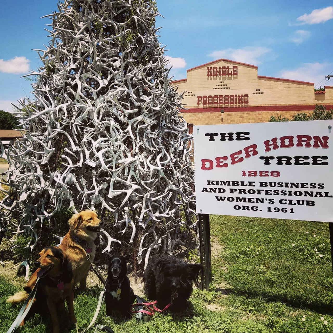 Deer Antlers / Deer Horn Tree, Junction, TX
1502 Main St., Junction, roadsideamerica.com
Deer Antlers have become a staple of hipster home decor, but in Junction, Texas residents piled discarded deer antlers high enough to become a a full-sized tree.
Photo via Instagram /  tere.sue