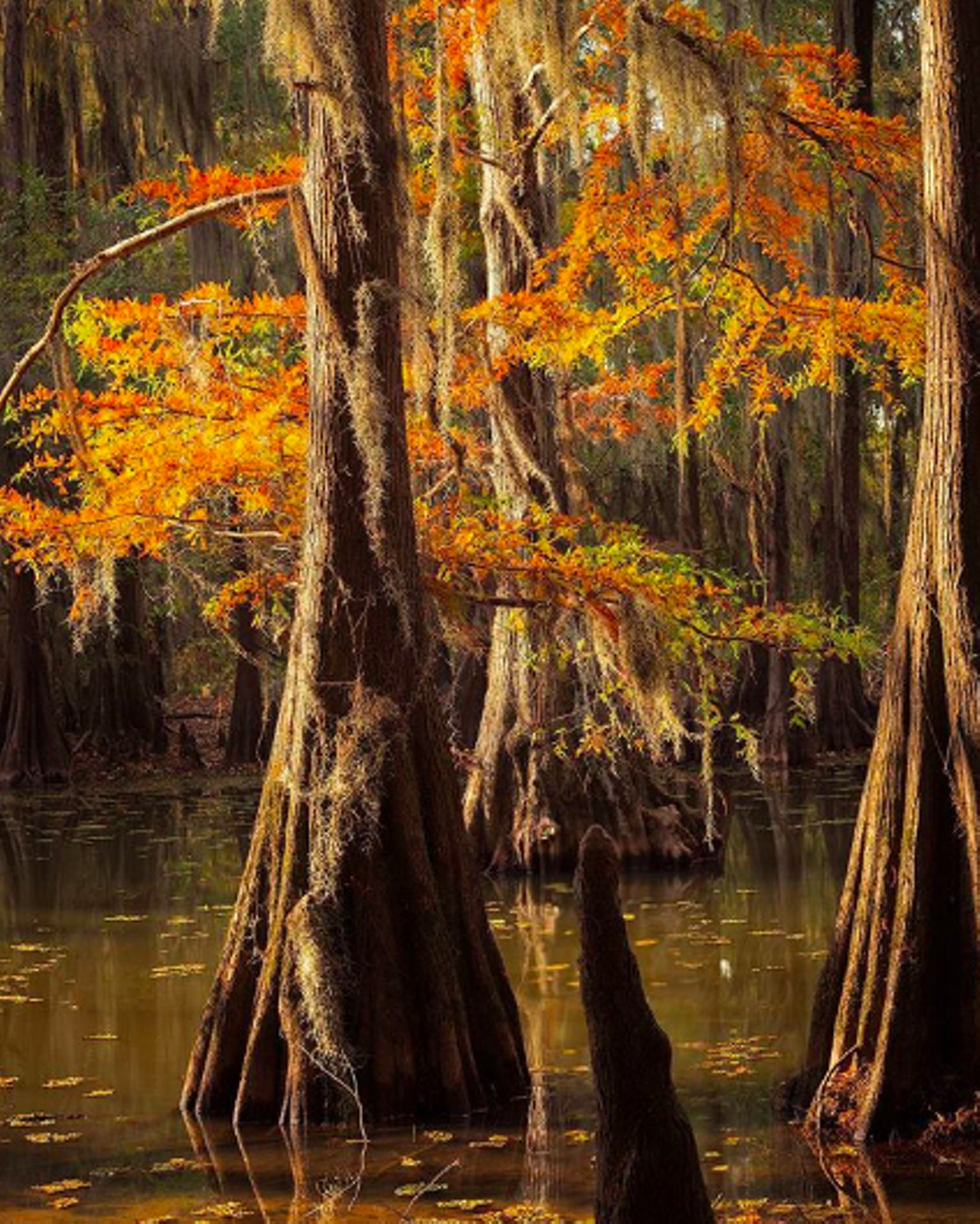 Caddo Lake State Park
245 Park Rd 2, Karnack, (903) 679-3351, tpwd.texas.gov
Located in Eastern Texas, Caddo Lake is all about wildlife and the natural lake. Camp, fish, paddle, hike and go boating here – whatever you may wish. All activities aside, the serene beauty of this park is reason enough to make it out here.
Photo via Instagram / jfenske