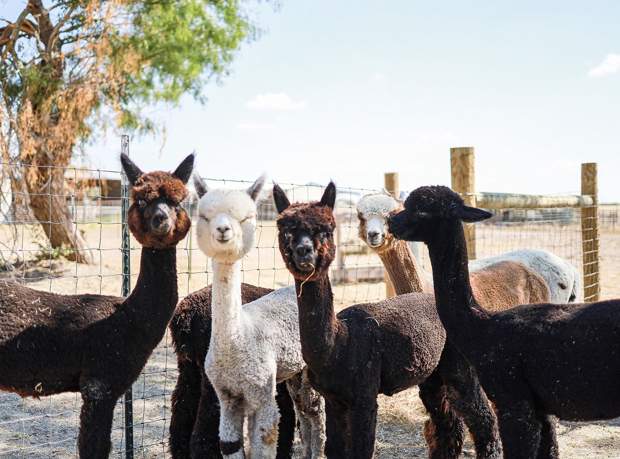 Black Barn Alpacas
3915 U.S. Hwy. 181 S., Floresville, (830) 391-9423, blackbarnalpacas.com
This pumpkin patch on a farm in Floresville comes with an extra bonus: alpacas! Black Barn Alpacas will host a pumpkin patch and Fall Festival throughout the month of October. Starting Oct. 1, visitors can enjoy the pumpkin patch from 10 a.m.-7 p.m. on Tuesday-Thursday,  or come on the weekend for the Fall Festival, which has plenty of family friendly activities in addition to the patch. Fall Festival admission is $10, and hours are 10 a.m.-10 p.m. Friday, noon-10 p.m. Saturday and noon-5 p.m. Sunday. 
Photo courtesy of Black Barn Alpacas