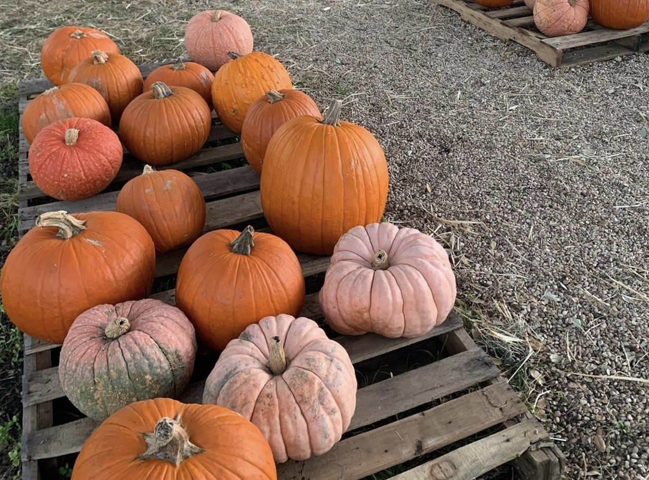 Bulverde United Methodist Church
28300 US-281, (830) 980-7745, bulverdeumc.org
If you’re in northern San Antonio, you won’t have to go too far to visit this pumpkin patch. This year's patch will be open 11 a.m.-7 p.m. on weekdays and 9 a.m.-7 p.m. on weekends starting October 6.
Photo via Instagram / bulverde_umc