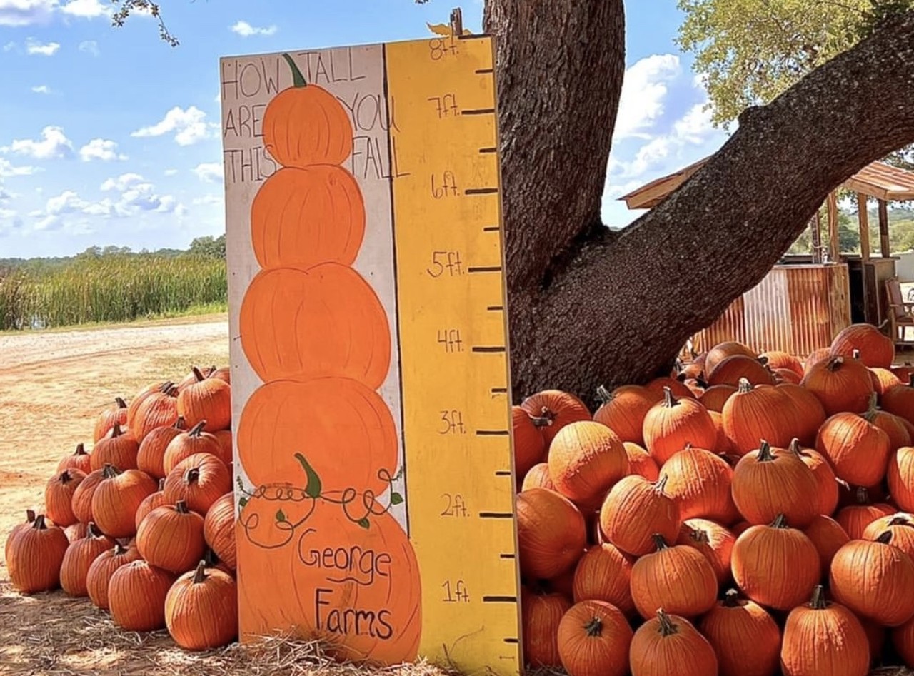 George Farms
595 Mobile Home Alley, Poteet, (830) 500-0442, facebook.com/jgeorgefarms
At George Farms in Poteet, you can pick your own pumpkin straight off the vine! Starting Sept., 24, the patch is open from 10 a.m.-6 p.m. on Saturdays and Sundays through Nov. 6. 
Photo via Instagram / georgefarmspoteet