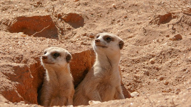 The San Antonio Zoo's meerkats were among the animals that displayed unusual behavior as the sun disappeared from the sky.