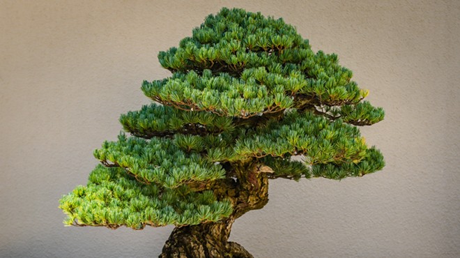 San Antonio Botanical Garden celebrates timeless tradition of bonsai this weekend