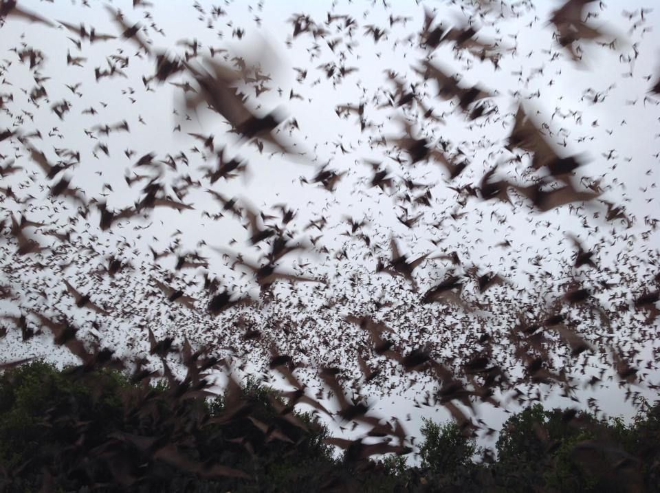 City Approves Deal To Protect Bracken Bat Cave