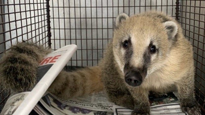 If no major health concerns arise, the juvenile female coati will be slowly integrated into an outdoor enclosure at the 212-acre reserve in Kendalia.
