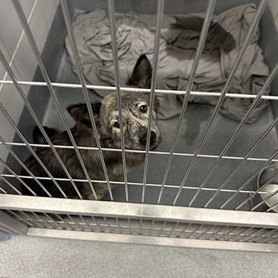 A dog waits for adoption at Animal Care Services' facility.