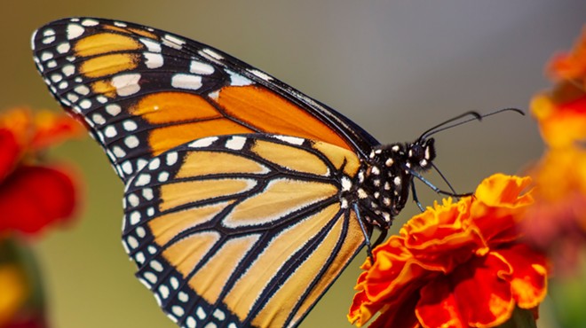 Monarch butterflies migrate through Texas on their way to Mexico each year.