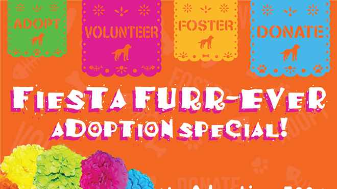 Fiesta Furr-EVER Adoption Special