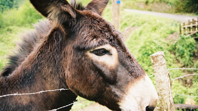 School Board Member in South Texas Town of Floresville Accused of Donkey Theft