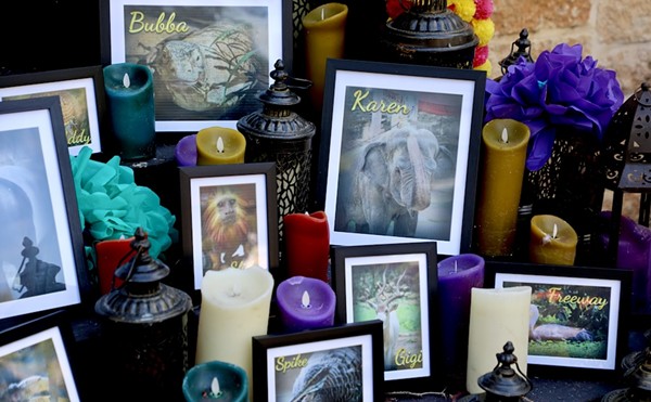 Park guests leave photo's of their deceased four-legged friends at the San Antonio Zoo's animal ofrenda.