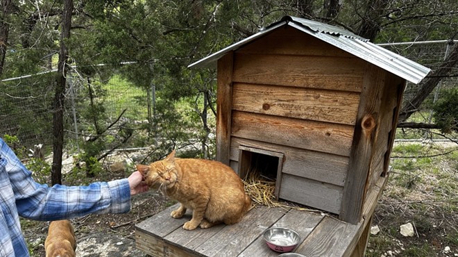 Bear Den Cat Sanctuary owner Blake pets Jerry, an orange-and-white speckled cat who was injured after someone tied a fire cracker around his neck and lit the explosive.