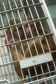 Humane Society: Texas Biomed Violated Animal Welfare Act