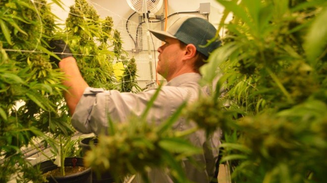 A worker at Texas Original Compassionate Cultivation harvests buds from marijuana plants.
