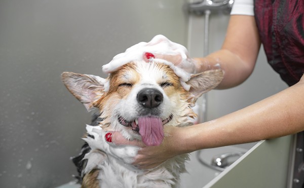 A variety of San Antonio businesses offer ways to pamper beloved animal companions.