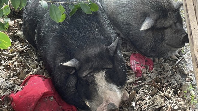Latest pig apprehension on South Side is San Antonio's sixth in three months