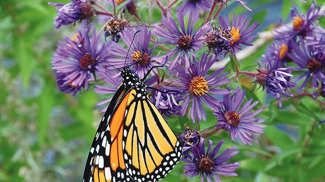 The Monarch Butterfly and Pollinator festival seeks to raise awareness about the importance of local pollinators.