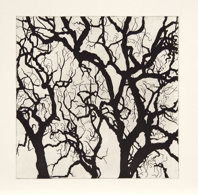 Nate Cassie, Sheet from Suite of Trees, 2011. Aquatint. Courtesy McNay Art  Museum.