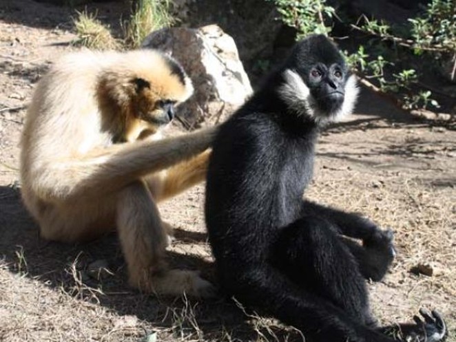 Mel and his girlfriend, Maya the gibbon - Photo courtesy of the San Antonio Zoo