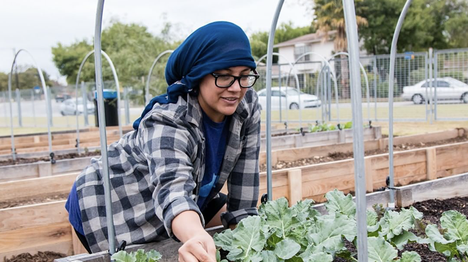 The Palo Alto College Community Garden has been thriving, yielding crops that have been donated to the SA Food Bank.