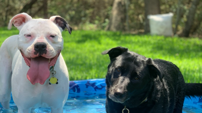Milo and Cheyenne are among the pets entered in  San Antonio Pets Alive!'s new fundraising contest.