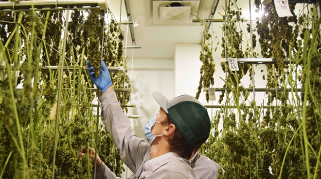Workers at Texas Original Compassionate Cultivation, one of the state's three approved medical marijuana suppliers examine harvested flower in the company's growing facility.