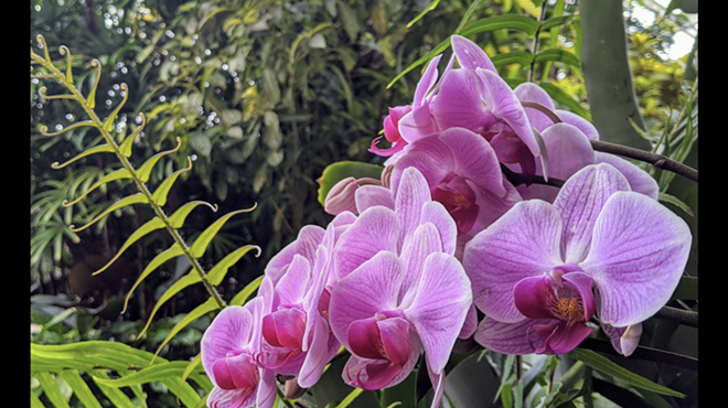 San Antonio Botanical Garden celebrates orchids in weekend-long event