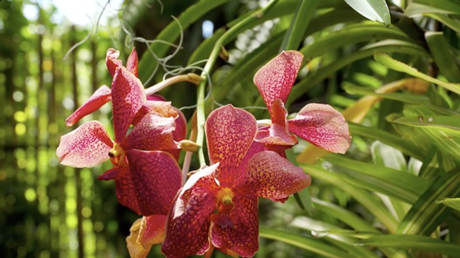 Orchids are one of the largest families of flowering plant species.