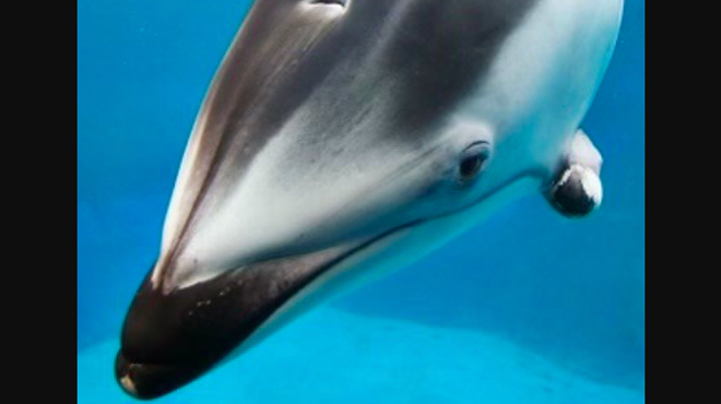 PETA blasts SeaWorld San Antonio for death of disabled dolphin in its care for less than a year
