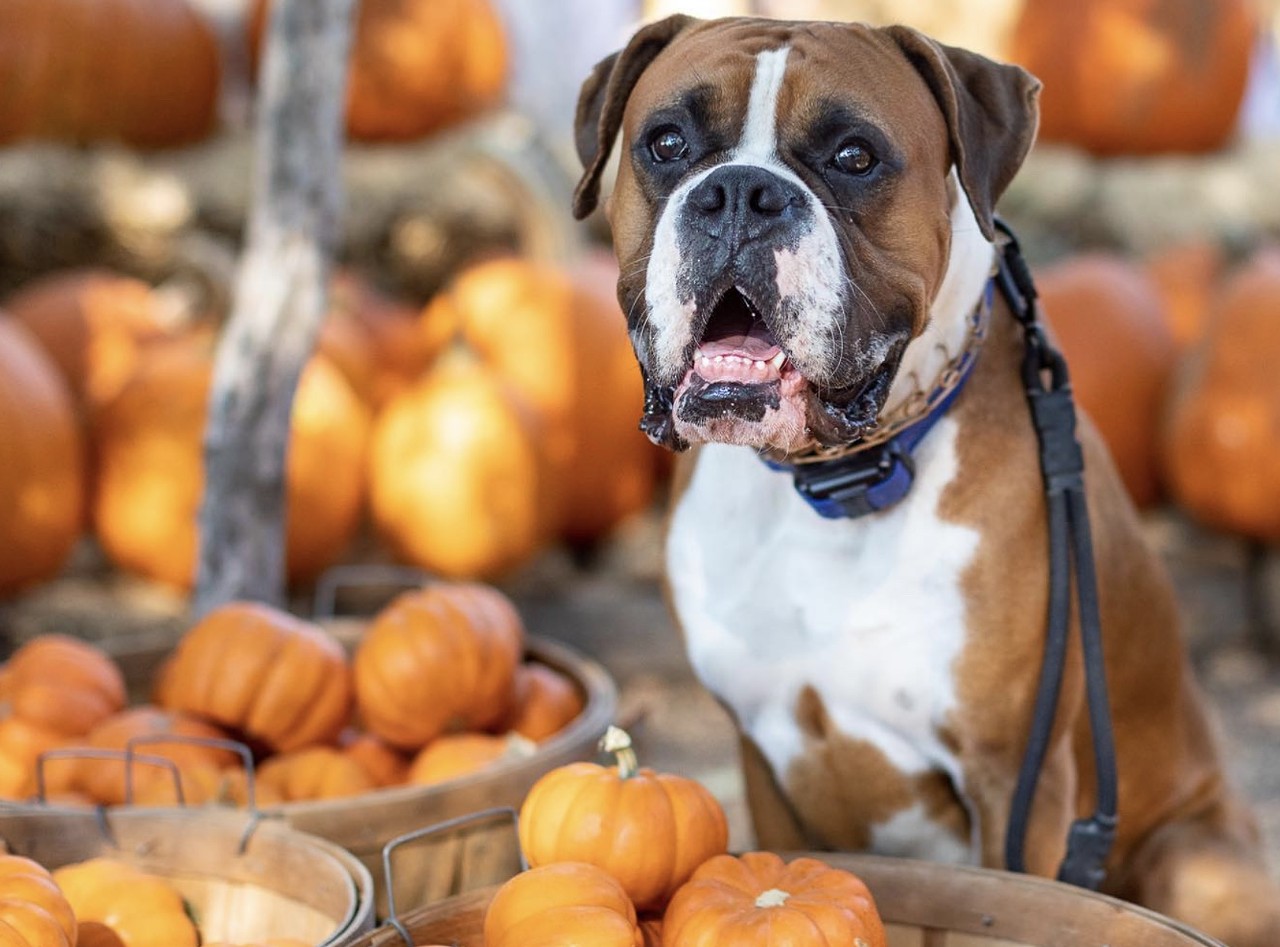 Milberger's Nursery
3920 N. Loop 1604 E., (210) 497-3760, milbergernursery.com
If you want to multitask at the pumpkin patch, why not stop by Milberger's Nursery for some fall fun? The patch is already set up, and starting Oct. 1, shoppers can enjoy kid-friendly Halloween festivities at the North Side plant nursery, including a Monster Maze open during regular business hours and a Train of Terror that runs from noon-2 p.m. daily.