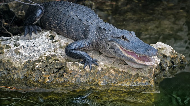 "Al" the alligator (not pictured) will hopefully be relocated to a more suitable habitat than a San Antonio front yard.