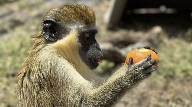 San Antonio sanctuary rescues 5 monkeys from Puerto Rico zoo