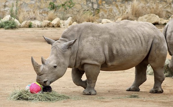 A resident rhino at the San Antonio Zoo plays with an Easter egg.