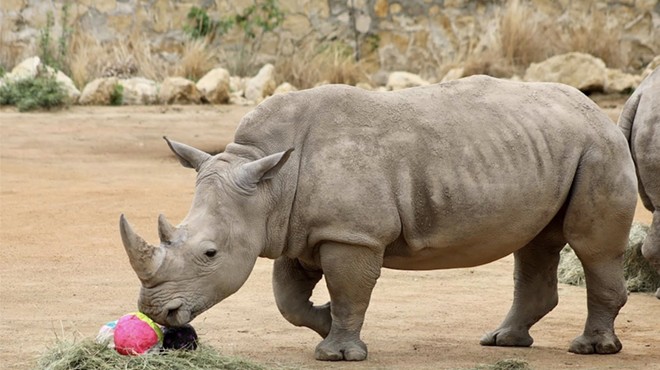 A resident rhino at the San Antonio Zoo plays with an Easter egg.