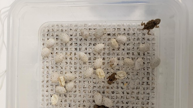 Texas horned lizard hatchlings emerge from their eggs.