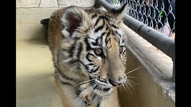 San Antonio Zoo takes custody of confiscated tiger cub and bobcat