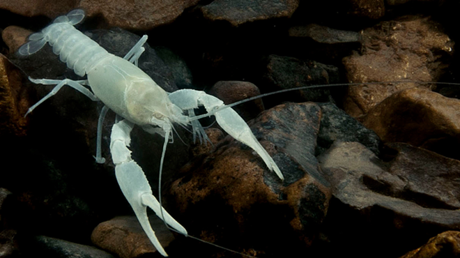 The Oklahoma cave crayfish lives exists in select caves in a single county in northeast Oklahoma.