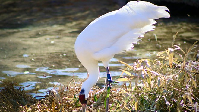 San Antonio Zoo's whooping crane pair lays another egg