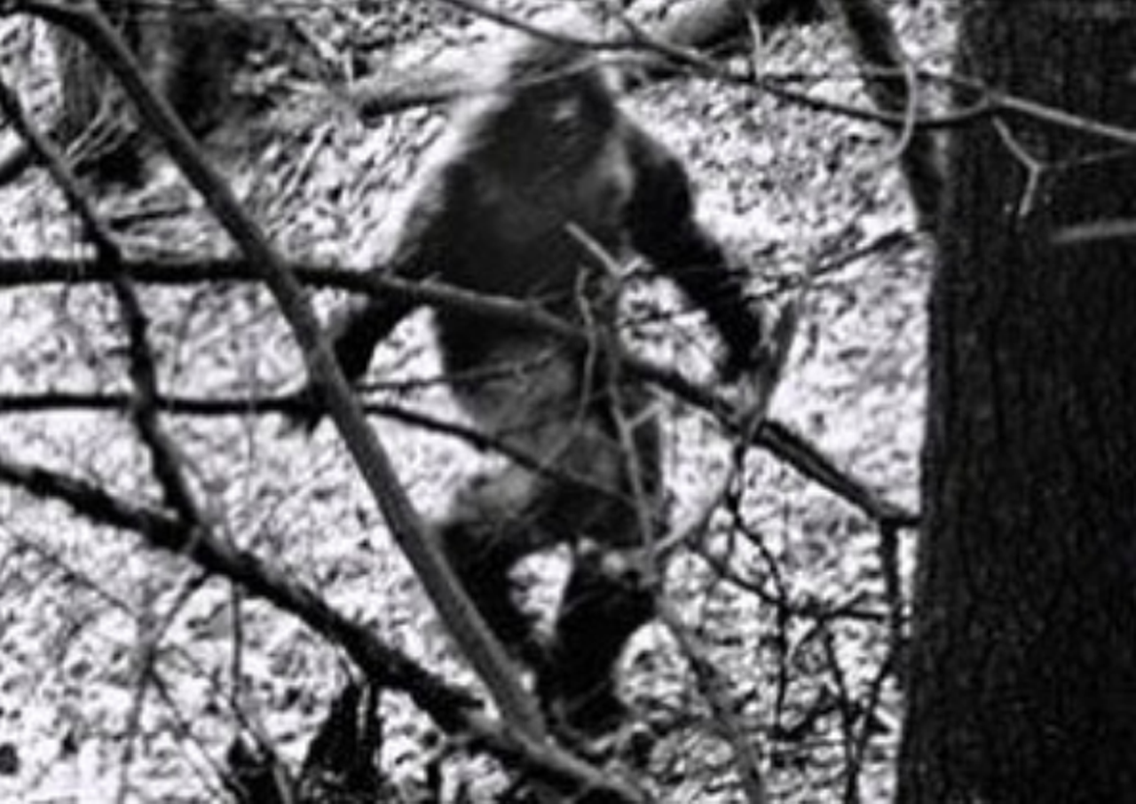 Bigfoot Sightings at Kelly Air Force Base
Some of y’all may think bigfoot only hangs out in the PNW, but the gargantuan apelike cryptid has been spotted all over the U.S., including Texas. In the 1970s, Sasquatch apparently swung down to SA, where he was spotted multiple times near Kelly AFB. According to cryptozoology blog Cryptomundo, the San Antonio Light ran an article in ‘76 covering the sightings. One man claimed to see a 7-foot tall furry monster run out of his backyard after being scared by a train whistle, and later a neighbor claimed she saw a smaller, similarly-furred creature that ran on two feet. Was Bigfoot taking a South Texas vacation with the kids? We may never know.
Photo via Instagram / dailybigfoot
