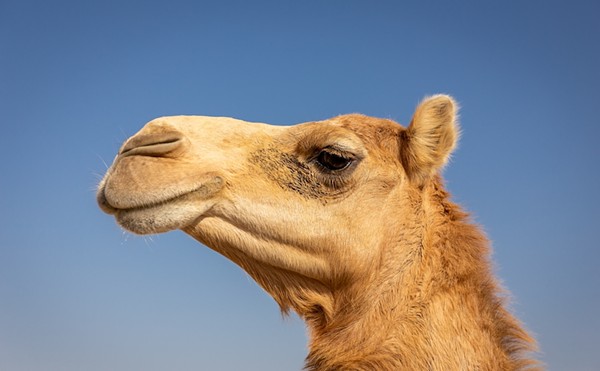 Camels can hit speeds of up to 40 miles per hour.