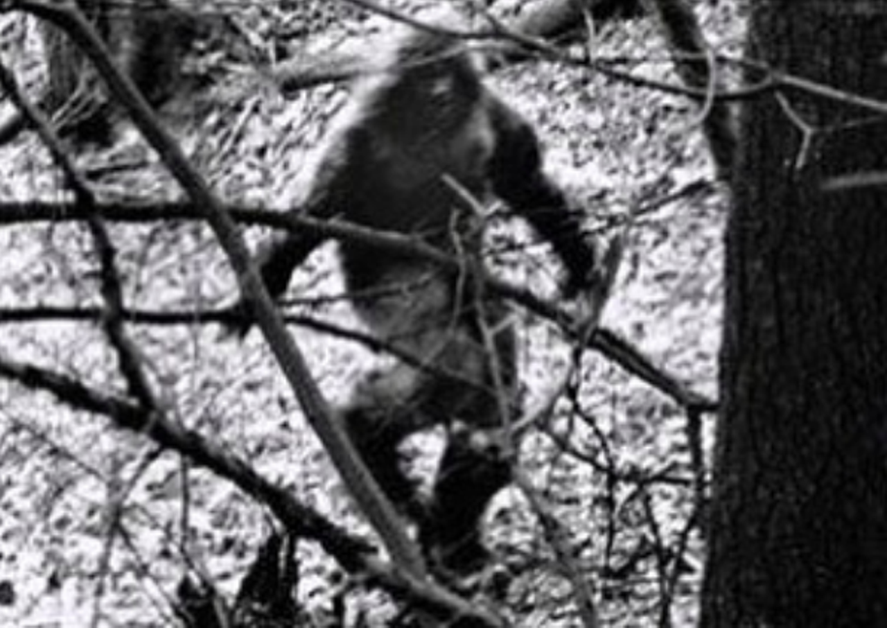 Bigfoot Sightings at Kelly Air Force Base
Some of y’all may think bigfoot only hangs out in the PNW, but the gargantuan apelike cryptid has been spotted all over the U.S., including Texas. In the 1970s, Sasquatch apparently swung down to SA, where he was spotted multiple times near Kelly AFB. According to cryptozoology blog Cryptomundo, the San Antonio Light ran an article in ‘76 covering the sightings. One man claimed to see a 7-foot tall furry monster run out of his backyard after being scared by a train whistle, and later a neighbor claimed she saw a smaller, similarly-furred creature that ran on two feet. Was Bigfoot taking a South Texas vacation with the kids? We may never know.