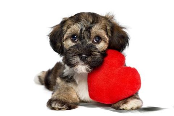 Adopt a pawsitively lovable dog this Valentine's Day. - Courtesy